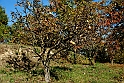 San damiano d'Asti - Colori d'autunno 2009_06